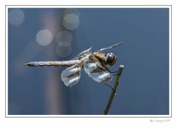 dragonfly 4.jpg